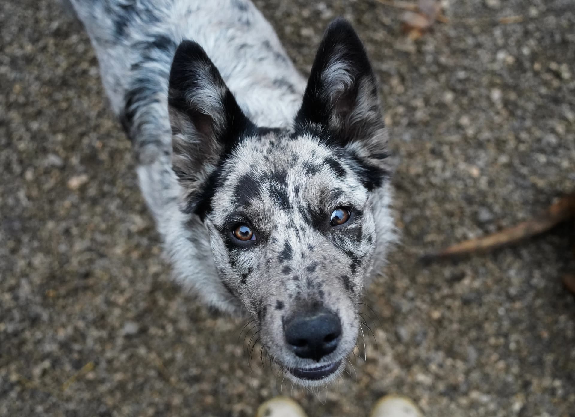 Kako Pripremiti Dijete za Prvo Jahanje