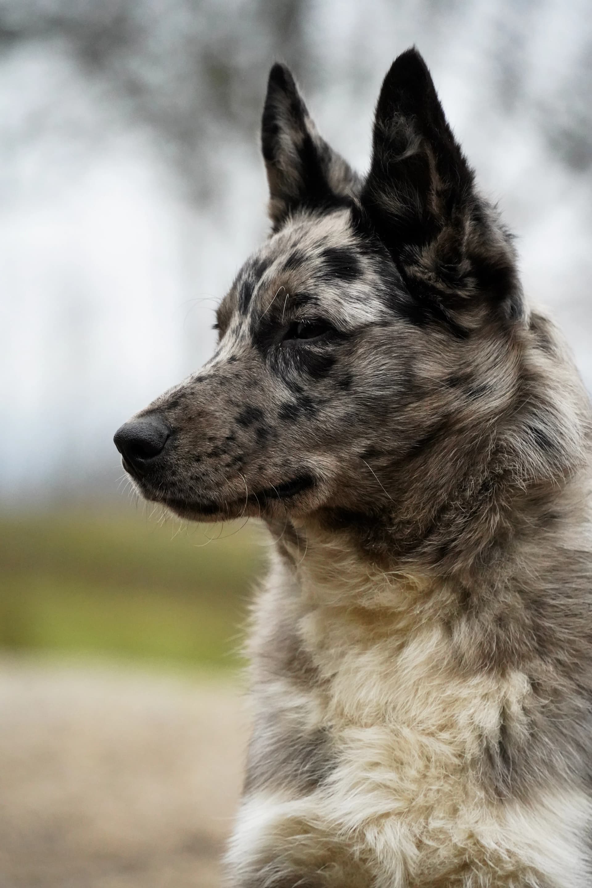 Jahanje kroz prirodu